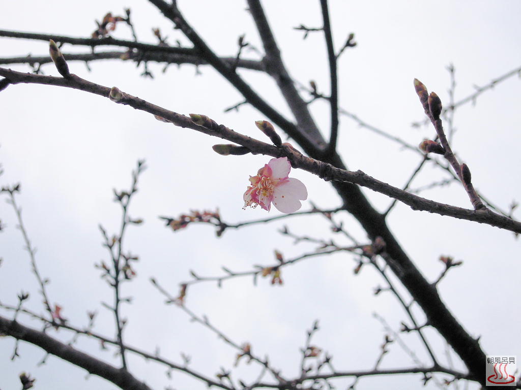 すみよし桜の開花
