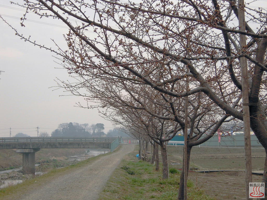 すみよし桜