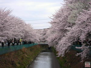 東坂戸団地の桜
