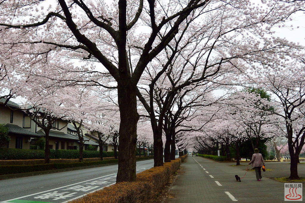おいせ橋通りの桜
