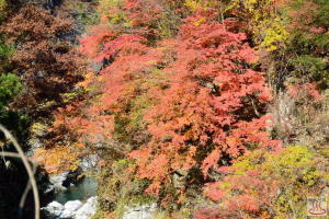 血洗川渓谷の紅葉