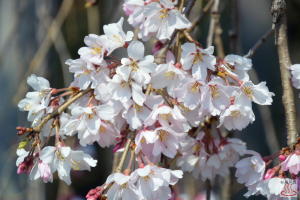 慈眼寺のしだれ桜