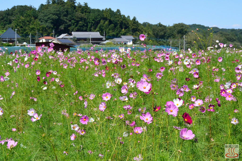 巾着田のコスモス